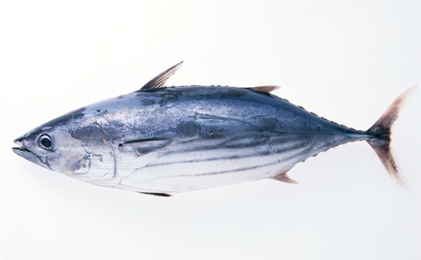 進(jìn)口凍大眼金槍魚報關(guān)有哪些需要注意的地方 進(jìn)口凍大眼金槍魚報關(guān)