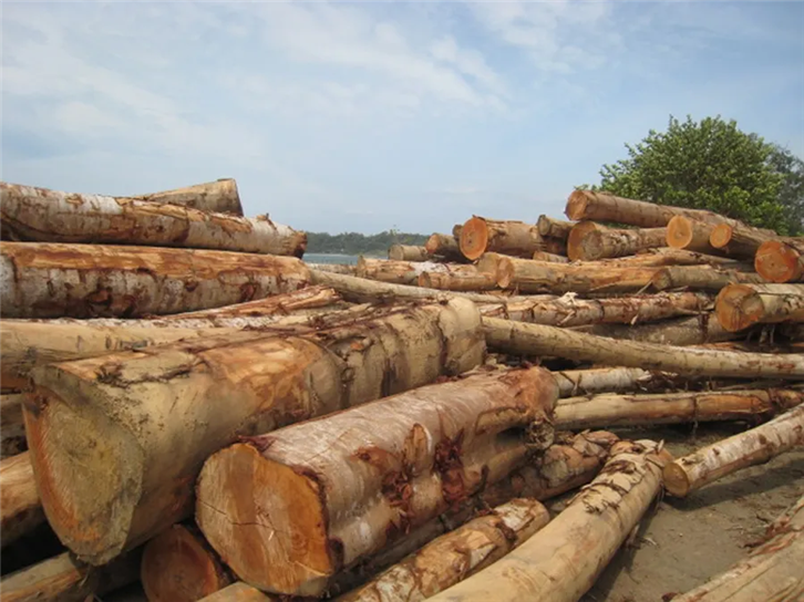 連云港進(jìn)口木材報關(guān) (2).png