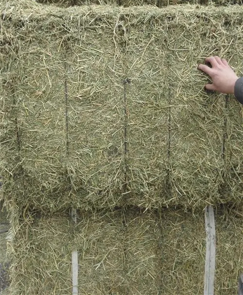 1652697458151839.jpg 苜蓿草進(jìn)口報(bào)關(guān)代理公司_副本.jpg